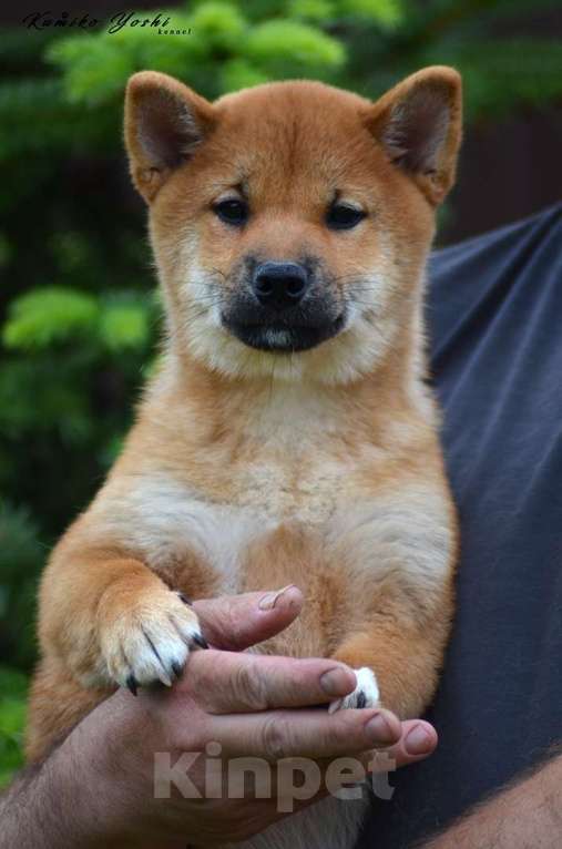 Собаки в Санкт-Петербурге: Сиба ину щенки девочка с документами РКФ Девочка, Бесплатно - фото 4