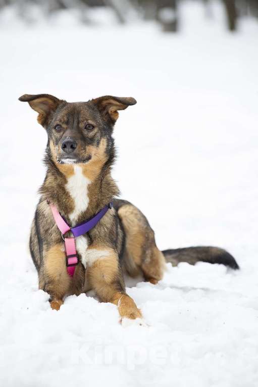 Собаки в Москве: Ласковая доверчивая Френни в поисках дома Девочка, Бесплатно - фото 2