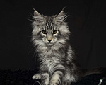 Кошки в Москве: Мейн-кун котенок Мальчик, Бесплатно - фото 4