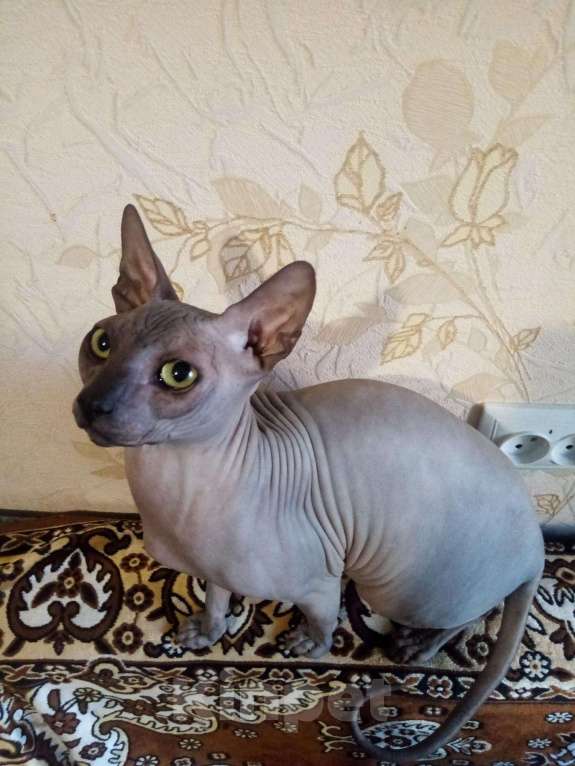 Кошки в Оленегорске: Сфинкс на вязку., 1 500 руб. - фото 1