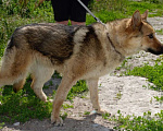 Собаки в Рязани: Ищем дом для Лайзы Девочка, Бесплатно - фото 4