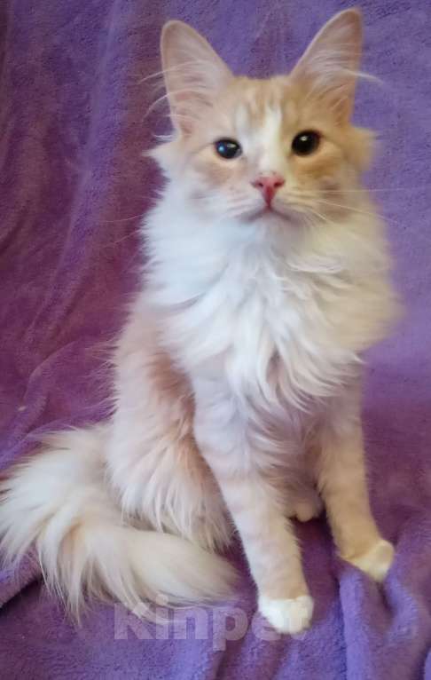 Кошки в Москве: Рыженький с белым серебристый сибирский подросток Мальчик, 20 000 руб. - фото 6