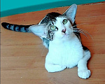 Кошки в Волгограде: Ориентальные котята Мальчик, 50 000 руб. - фото 9