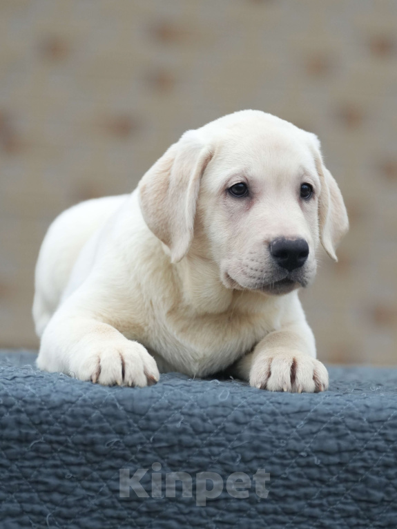 Собаки в других городах Московской области: Палевые щенки Лабрадора от Чемпиона Мира Мальчик, 90 000 руб. - фото 9