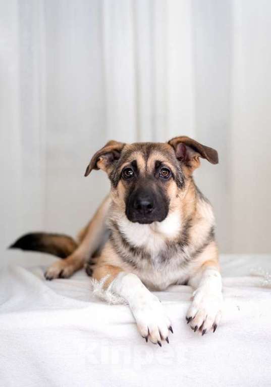 Собаки в Москве: Посмотрите в эти глаза! Щенок Вега хочет домой! Девочка, Бесплатно - фото 4