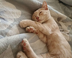 Кошки в Самаре: Котенок в добрые руки Мальчик, Бесплатно - фото 4