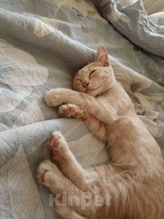 Кошки в Самаре: Котенок в добрые руки Мальчик, Бесплатно - фото 3