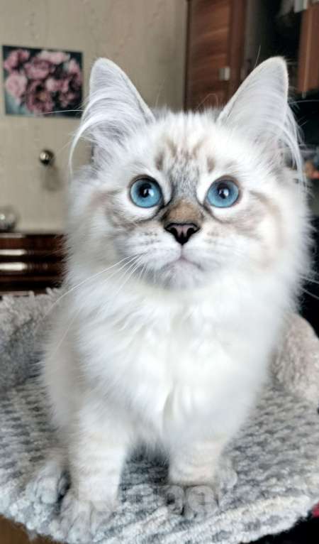 Кошки в Санкт-Петербурге: Лола Невская Радость Девочка, 65 000 руб. - фото 2