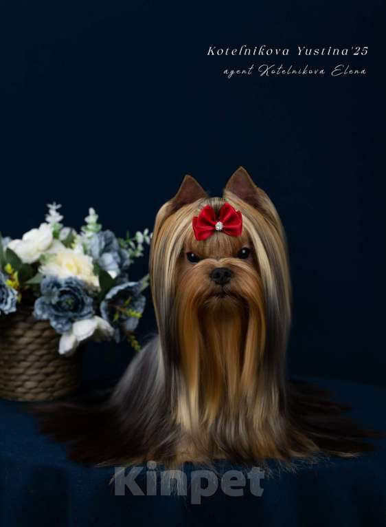 Собаки в Москве: Красивый стандартный кобель ЮЧР Мальчик, Бесплатно - фото 2