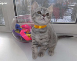 Кошки в Москве: Шотландские вислоухие котята Мальчик, 12 000 руб. - фото 9