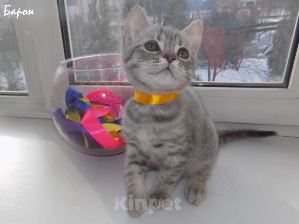 Кошки в Москве: Шотландские вислоухие котята Мальчик, 12 000 руб. - фото 9