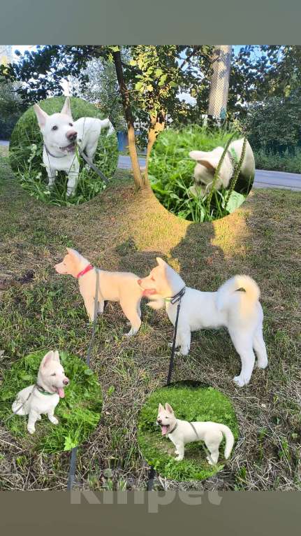 Собаки в Санкт-Петербурге: Щенок американской акиты  Девочка, Бесплатно - фото 3