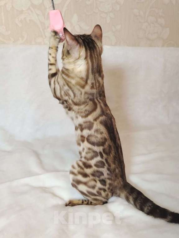Кошки в Москве: Бенгальский котик  Мальчик, Бесплатно - фото 4