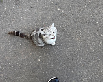 Кошки в Ореховом-Зуево: Спасите кошку Девочка, Бесплатно - фото 8