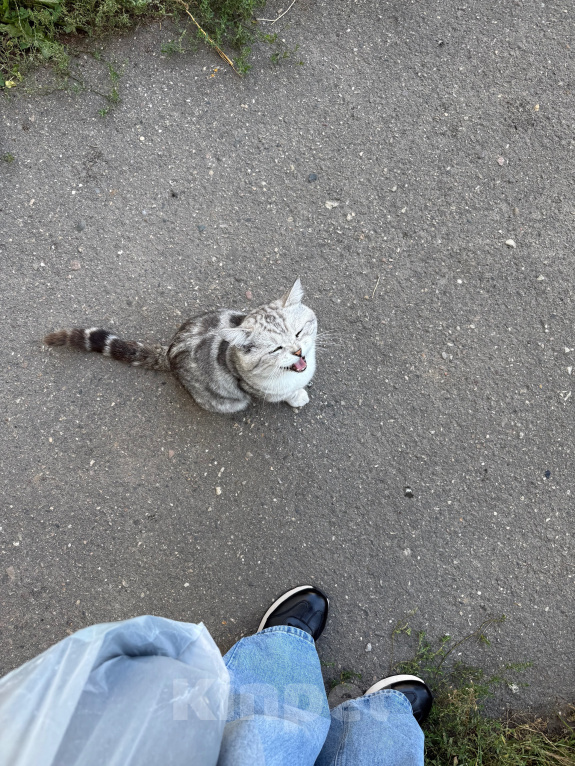 Кошки в Ореховом-Зуево: Спасите кошку Девочка, Бесплатно - фото 8