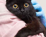 Кошки в Москве: черная кошка Бэти ищет дом Девочка, Бесплатно - фото 2