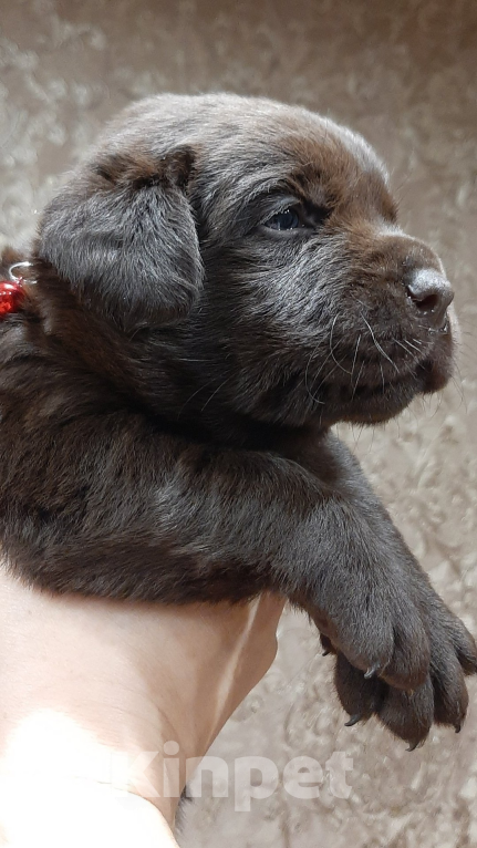 Собаки в Курске: Лабрадор-Ретривер, щенок  Девочка, 60 000 руб. - фото 3