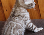 Кошки в Туле: Бенгальский котенок сепия мальчик Мальчик, 30 000 руб. - фото 6