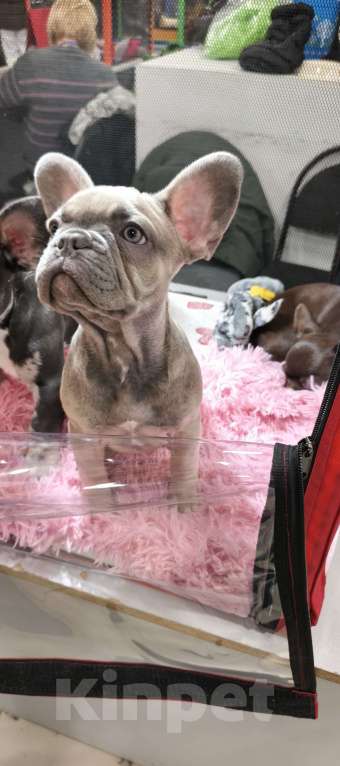 Собаки в других городах Московской области: Французский бульдог Девочка, 85 000 руб. - фото 2