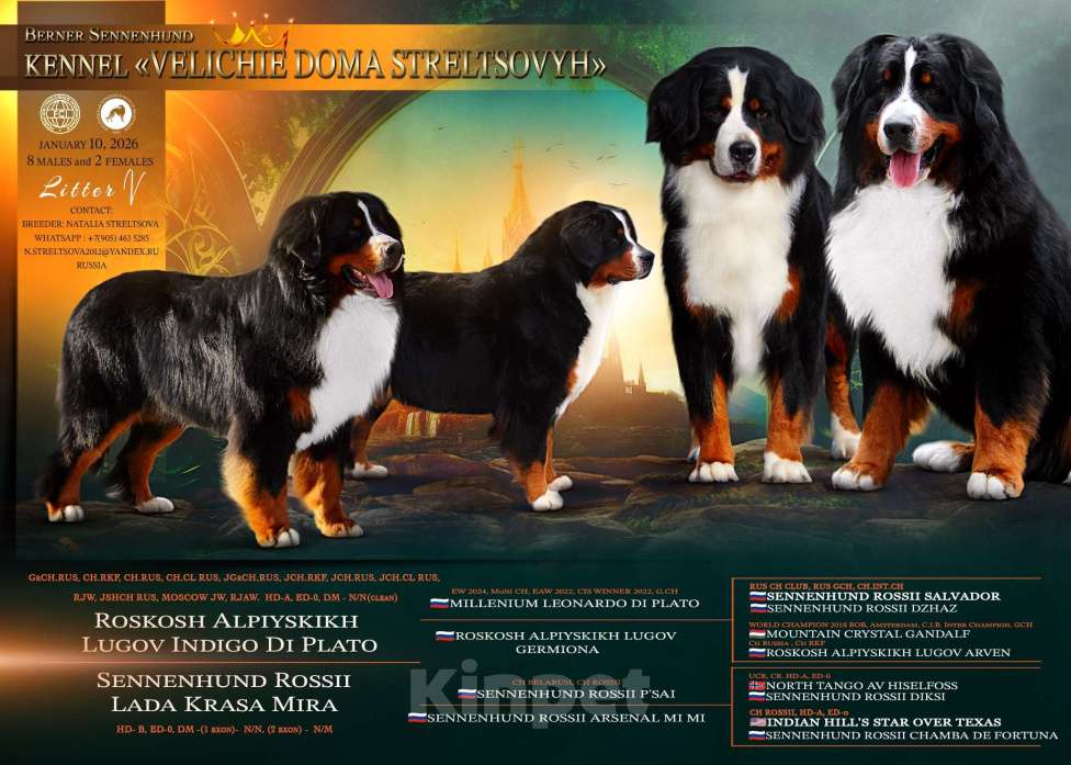 Собаки в Москве: Щенки Бернского зенненхунда Мальчик, Бесплатно - фото 10