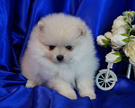 Собаки в Москве: Мальчик померанского шпица Мальчик, 30 000 руб. - фото 2