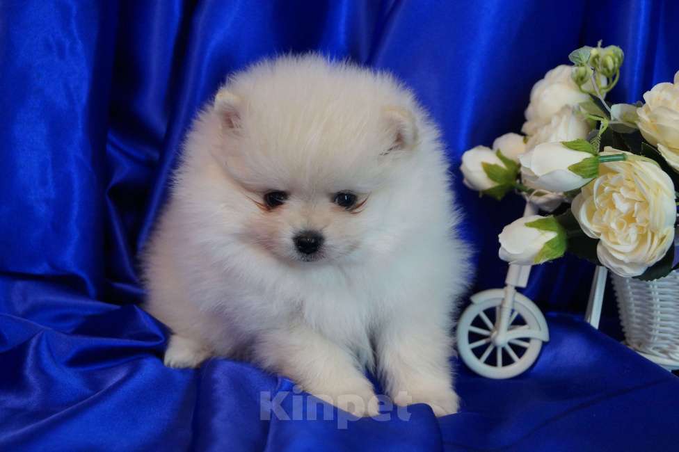 Собаки в Москве: Мальчик померанского шпица Мальчик, 30 000 руб. - фото 2