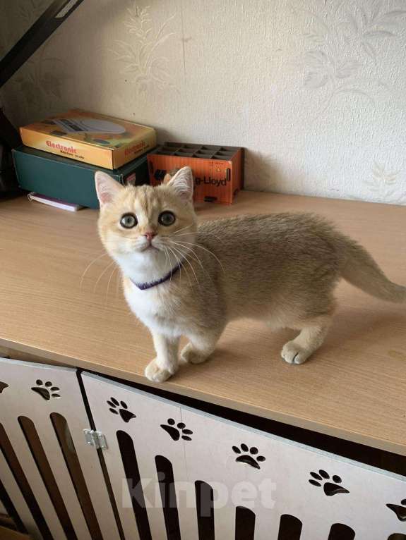 Кошки в Симферополе: Британская девчуля Девочка, 15 000 руб. - фото 2