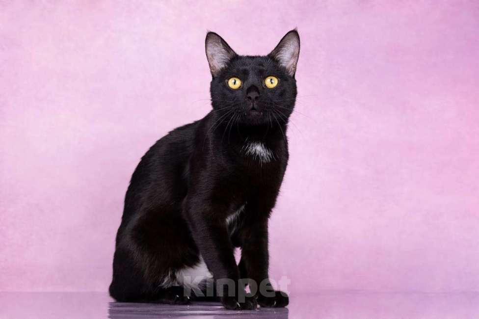 Кошки в Москве: Котик Найт ищет семью  Мальчик, Бесплатно - фото 2