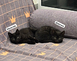 Кошки в Москве: Котенок в добрые руки Разнополые, Бесплатно - фото 5