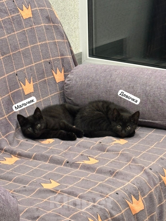 Кошки в Москве: Котенок в добрые руки Разнополые, Бесплатно - фото 5