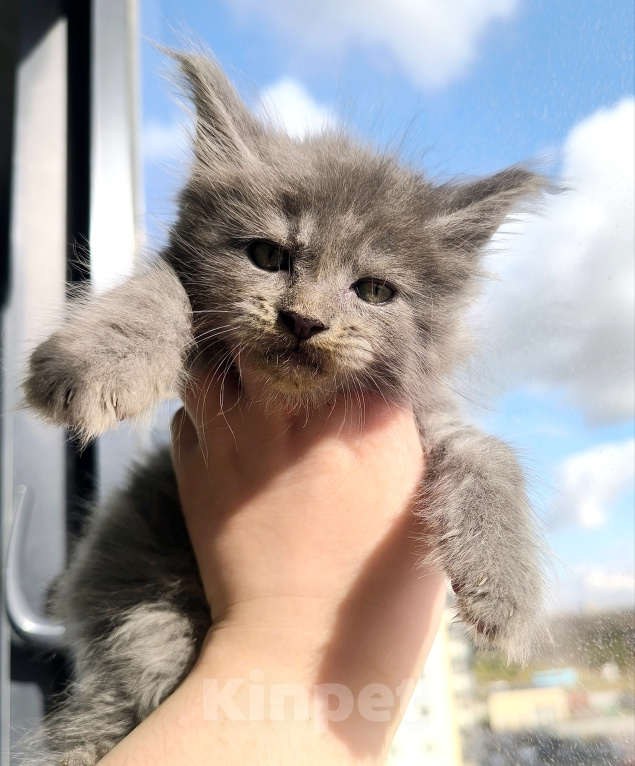 Кошки в Санкт-Петербурге: Котенок мейн-кун Мальчик, 65 000 руб. - фото 6