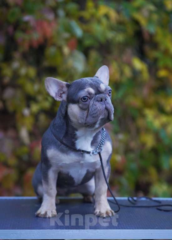 Собаки в Москве: Французские бульдоги кобели и суки Мальчик, Бесплатно - фото 6
