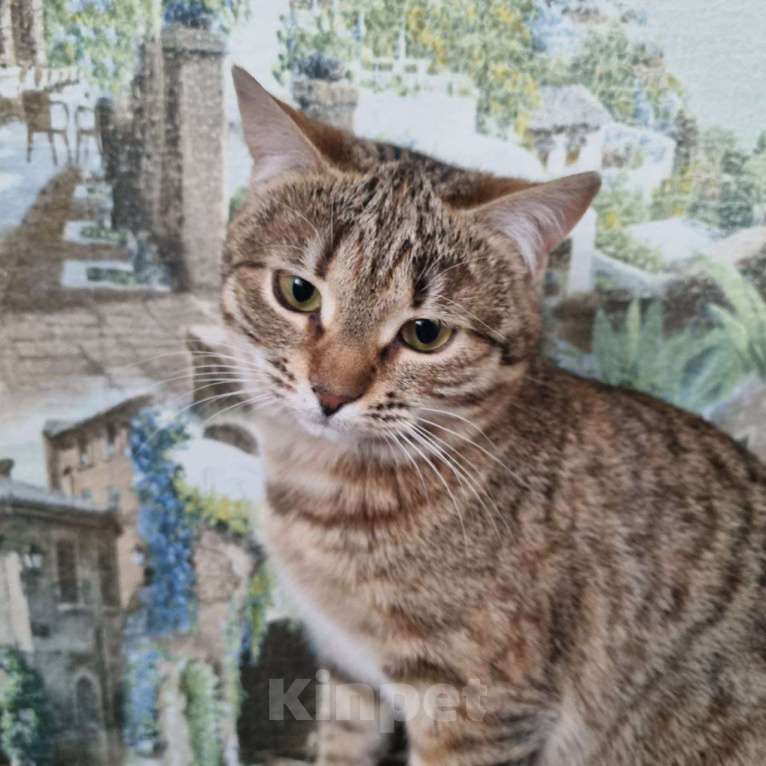 Кошки в Москве: Девочка Девочка, Бесплатно - фото 1