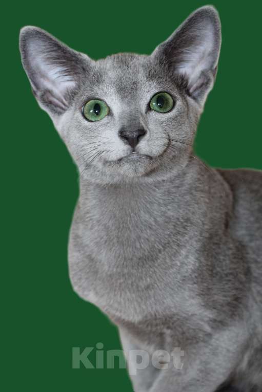 Кошки в Калининграде: Чистокровные котята от Русской голубой кошки с родословной Мальчик, 75 000 руб. - фото 2