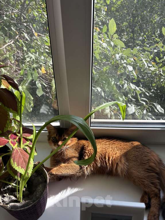 Кошки в Пензе: срочная продажа Мальчик, Бесплатно - фото 3