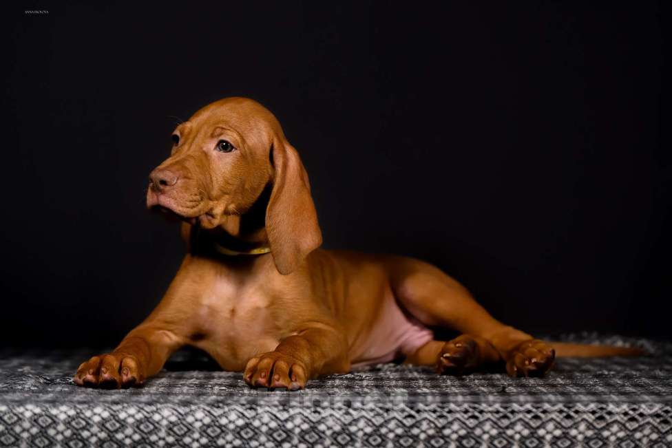 Собаки в Ярославле: Венгерская выжла, щенок Мальчик, 70 000 руб. - фото 2