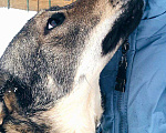 Собаки в Москве: Обнимашка, целовашка - ласковый пес Мартин в добрые руки Мальчик, 100 руб. - фото 2
