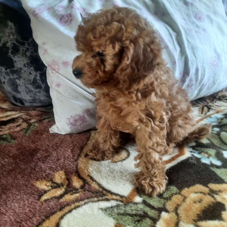 Собаки в Люберцах: Щенки той пудель Девочка, 150 000 руб. - фото 2