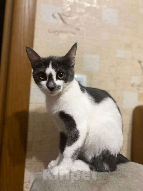 Кошки в Москве: Смешная девчонка  - котенок Зефирка, 3 месяца Девочка, Бесплатно - фото 2