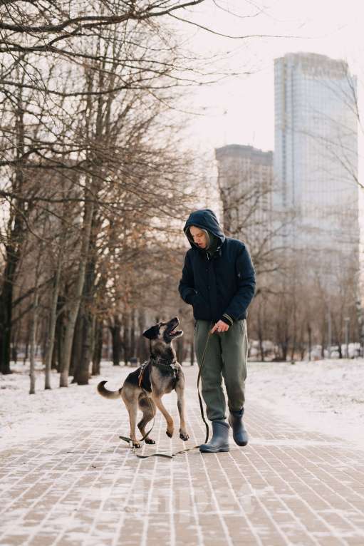Собаки в Москве: Длиннолапый Хамфр в поиске семьи <3 Мальчик, Бесплатно - фото 6