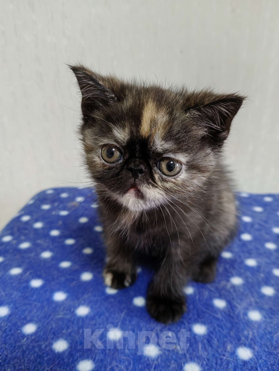Кошки в Нижнем Новгороде: Котята породы Экзотическая короткошёрстная Мальчик, 12 000 руб. - фото 6