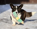 Собаки в Москве: Вельш корги кардиган Девочка, 25 000 руб. - фото 1