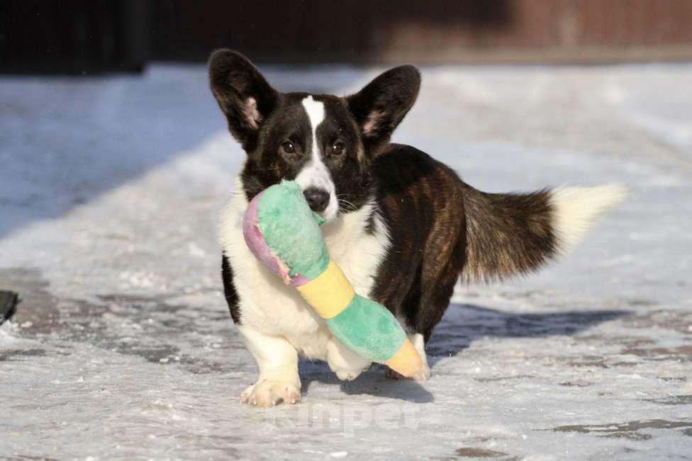 Собаки в Москве: Вельш корги кардиган Девочка, 25 000 руб. - фото 1