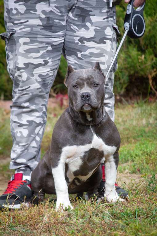 Собаки в других городах Московской области: Американский булли Девочка, 70 000 руб. - фото 2