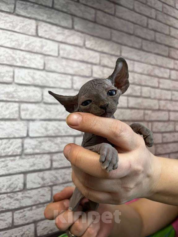 Кошки в Москве: Котята сфинкс эльф Мальчик, 35 000 руб. - фото 8