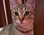 Кошки в Москве: Полосатый ласковый котёнок Марфушка в дар Девочка, 1 руб. - фото 1