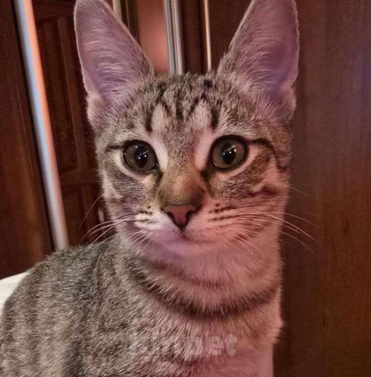 Кошки в Москве: Полосатый ласковый котёнок Марфушка в дар Девочка, 1 руб. - фото 1