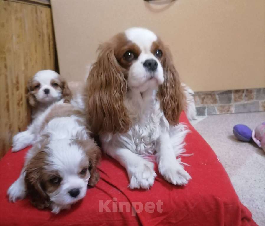 Собаки в Москве: Кавалер Кинг Чарльз спаниель 2 мес  Девочка, 100 000 руб. - фото 2