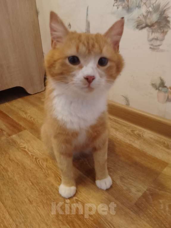 Кошки в Уфе: Отдам кошечку в добрые руки Девочка, Бесплатно - фото 2