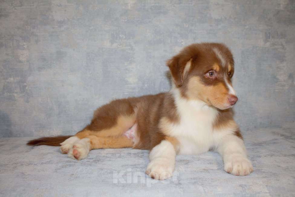 Собаки в других городах Московской области: Австралийская овчарка Мальчик, 50 000 руб. - фото 7